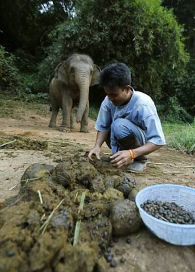 O πιο ακριβός καφές του κόσμου παράγεται από... κοπριά ελέφαντα