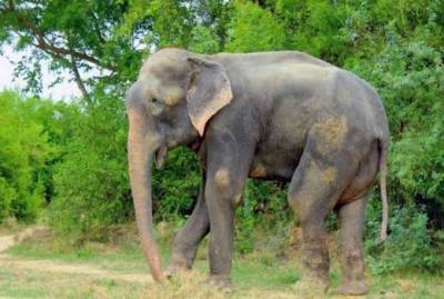 Ελέφαντας «δάκρυσε» όταν τον απάλλαξαν από τα δεσμά του